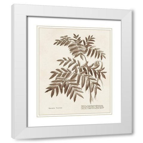 Sepia Fern Varieties II White Modern Wood Framed Art Print with Double Matting by Unknown