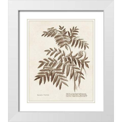 Sepia Fern Varieties II White Modern Wood Framed Art Print with Double Matting by Unknown