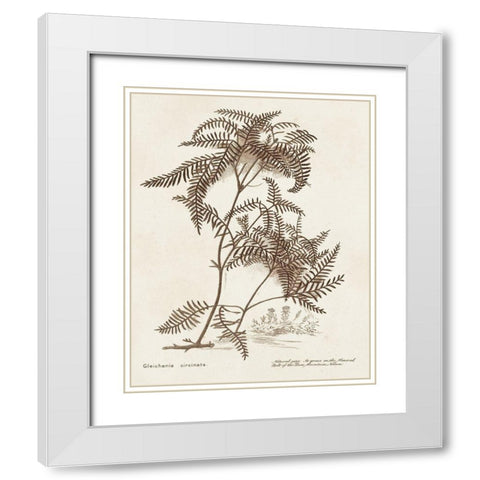 Sepia Fern Varieties III White Modern Wood Framed Art Print with Double Matting by Unknown