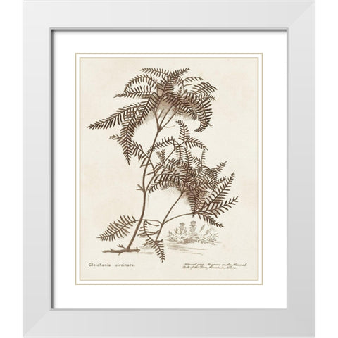 Sepia Fern Varieties III White Modern Wood Framed Art Print with Double Matting by Unknown