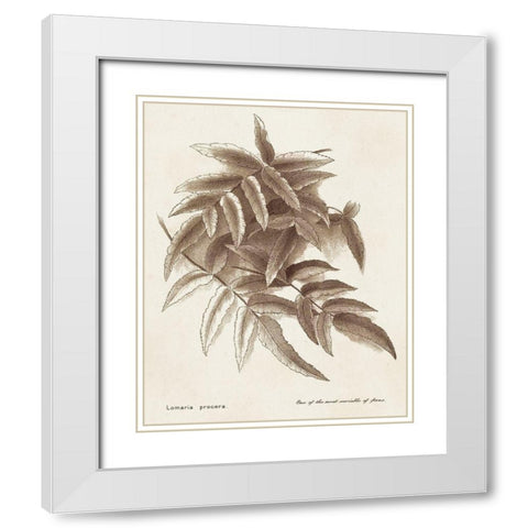 Sepia Fern Varieties IV White Modern Wood Framed Art Print with Double Matting by Unknown