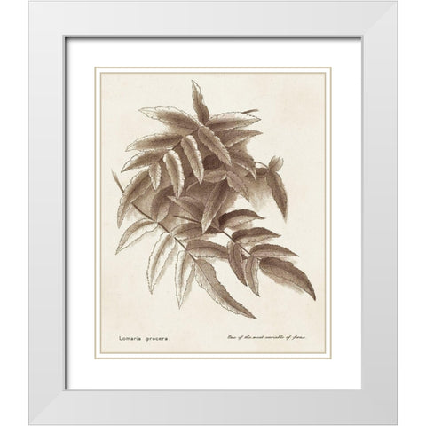 Sepia Fern Varieties IV White Modern Wood Framed Art Print with Double Matting by Unknown