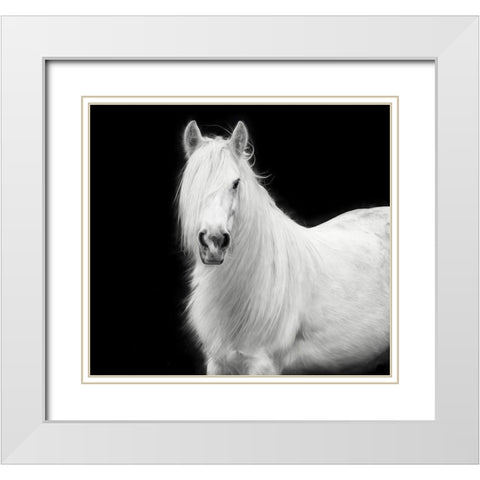 Equine Portrait V White Modern Wood Framed Art Print with Double Matting by PHBurchett