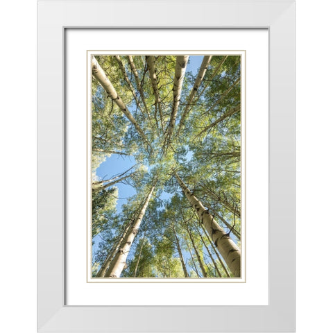 Looking Up White Modern Wood Framed Art Print with Double Matting by Head, Danny