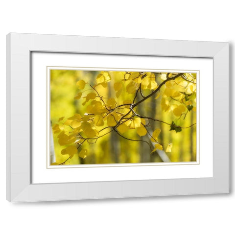 Aspen Backlight White Modern Wood Framed Art Print with Double Matting by Head, Danny