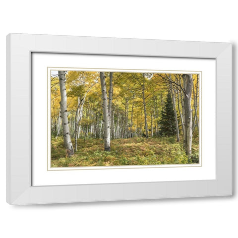 Aspen Grove I White Modern Wood Framed Art Print with Double Matting by Head, Danny