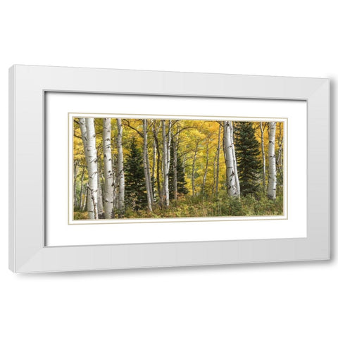 Aspen Panorama White Modern Wood Framed Art Print with Double Matting by Head, Danny