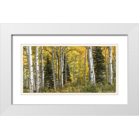 Aspen Panorama White Modern Wood Framed Art Print with Double Matting by Head, Danny