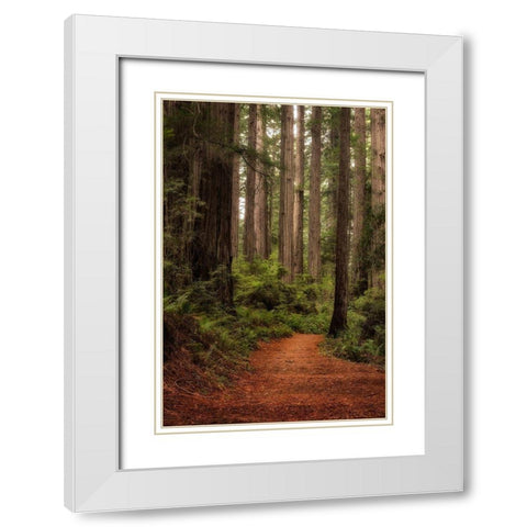Forest Path II White Modern Wood Framed Art Print with Double Matting by Head, Danny