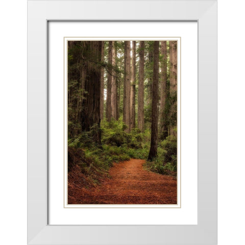 Forest Path II White Modern Wood Framed Art Print with Double Matting by Head, Danny