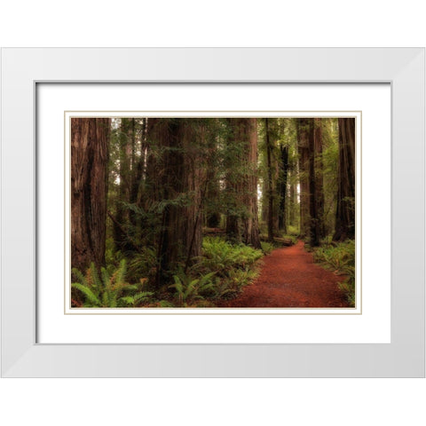 A Walk in the Woods I White Modern Wood Framed Art Print with Double Matting by Head, Danny