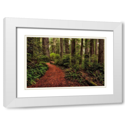 A Walk in the Woods II White Modern Wood Framed Art Print with Double Matting by Head, Danny