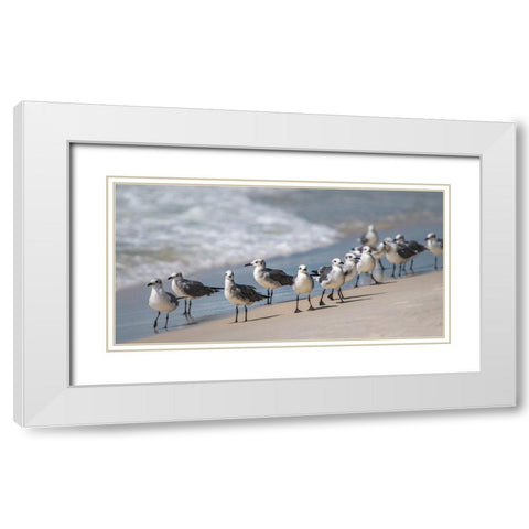 Whats Up Gulls White Modern Wood Framed Art Print with Double Matting by Head, Danny