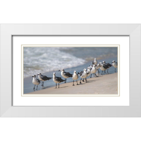 Whats Up Gulls White Modern Wood Framed Art Print with Double Matting by Head, Danny