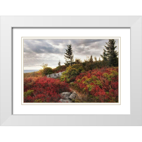 Highland Trail White Modern Wood Framed Art Print with Double Matting by Head, Danny