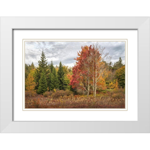 Woodland Variety White Modern Wood Framed Art Print with Double Matting by Head, Danny