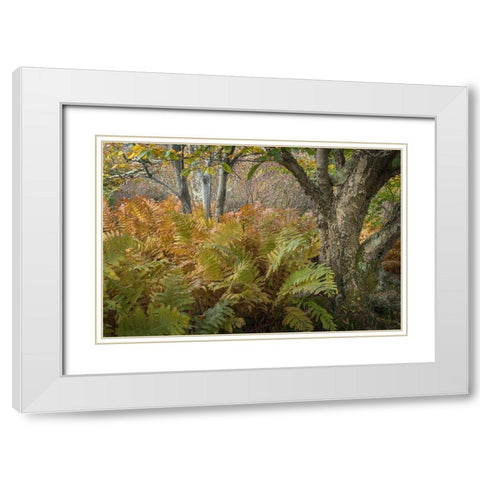 Autumn Ferns White Modern Wood Framed Art Print with Double Matting by Head, Danny