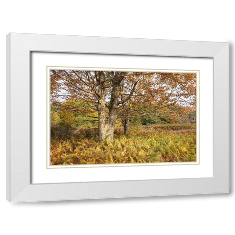 Maple and Ferns White Modern Wood Framed Art Print with Double Matting by Head, Danny