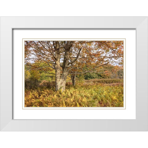 Maple and Ferns White Modern Wood Framed Art Print with Double Matting by Head, Danny