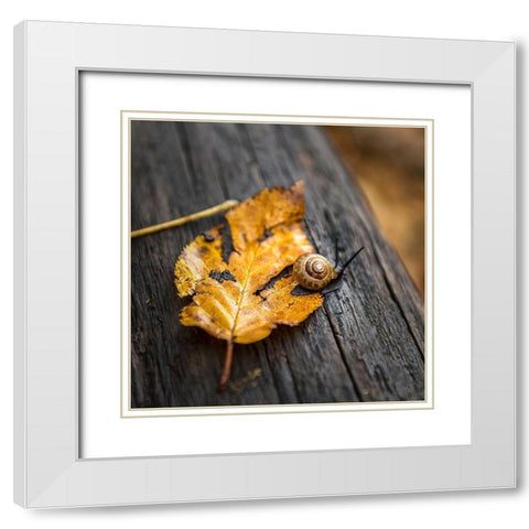 Snails Pace White Modern Wood Framed Art Print with Double Matting by Head, Danny