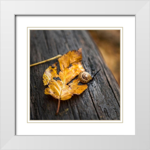 Snails Pace White Modern Wood Framed Art Print with Double Matting by Head, Danny