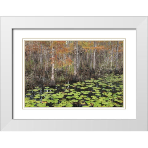 Bayou Autumn White Modern Wood Framed Art Print with Double Matting by Head, Danny