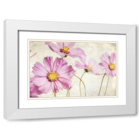 Pink Cosmos I White Modern Wood Framed Art Print with Double Matting by Poinski, Dianne