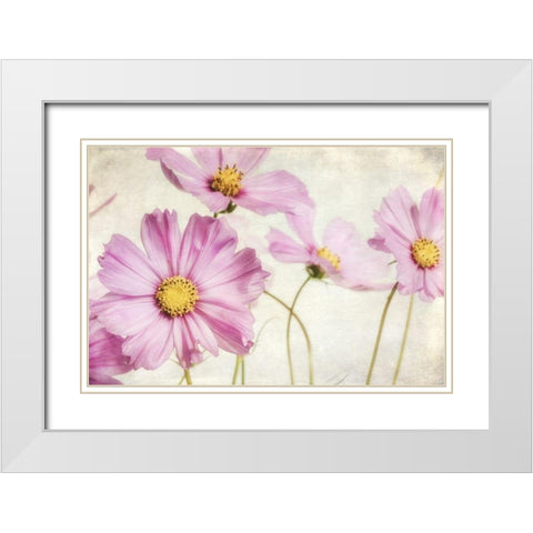 Pink Cosmos I White Modern Wood Framed Art Print with Double Matting by Poinski, Dianne