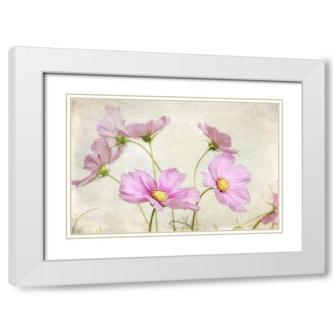 Pink Cosmos II White Modern Wood Framed Art Print with Double Matting by Poinski, Dianne