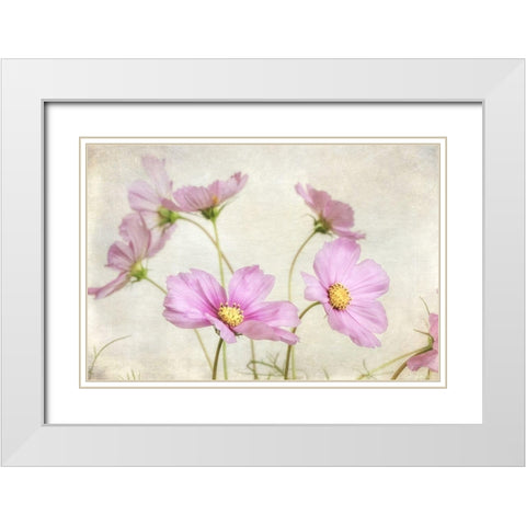 Pink Cosmos II White Modern Wood Framed Art Print with Double Matting by Poinski, Dianne
