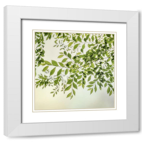 Summer Light II White Modern Wood Framed Art Print with Double Matting by Poinski, Dianne