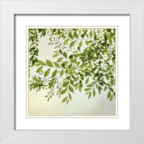 Summer Light II White Modern Wood Framed Art Print with Double Matting by Poinski, Dianne
