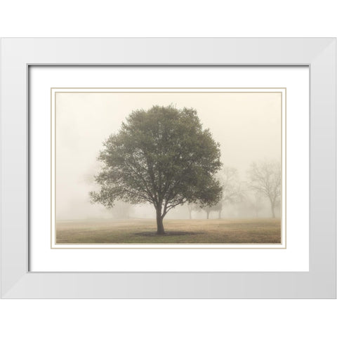 Trees in the Fog I White Modern Wood Framed Art Print with Double Matting by Poinski, Dianne