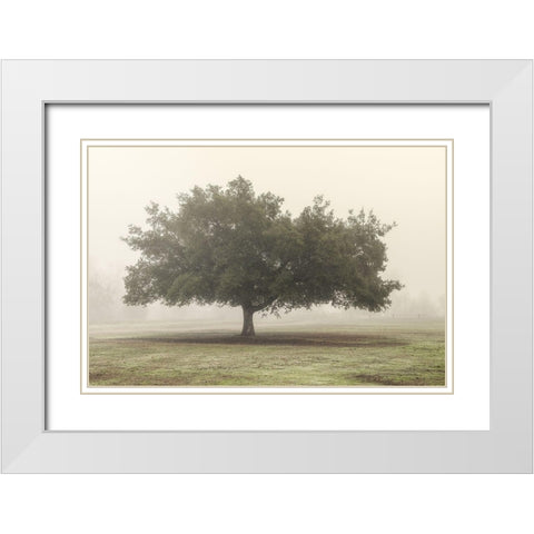 Trees in the Fog II White Modern Wood Framed Art Print with Double Matting by Poinski, Dianne