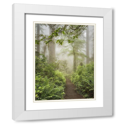 Summer Forest I White Modern Wood Framed Art Print with Double Matting by Poinski, Dianne