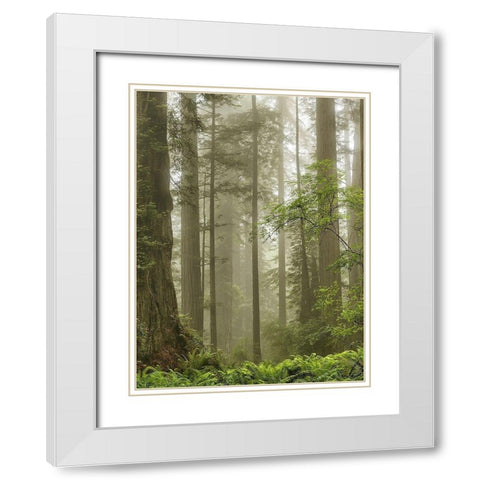 Summer Forest II White Modern Wood Framed Art Print with Double Matting by Poinski, Dianne
