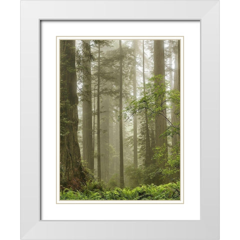 Summer Forest II White Modern Wood Framed Art Print with Double Matting by Poinski, Dianne