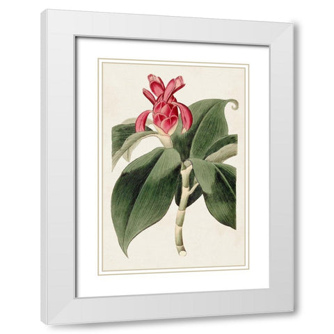 Flora of the Tropics I White Modern Wood Framed Art Print with Double Matting by Unknown