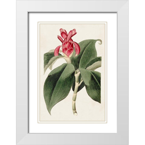 Flora of the Tropics I White Modern Wood Framed Art Print with Double Matting by Unknown