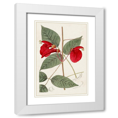 Flora of the Tropics II White Modern Wood Framed Art Print with Double Matting by Unknown