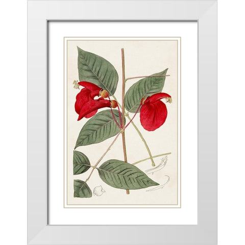 Flora of the Tropics II White Modern Wood Framed Art Print with Double Matting by Unknown