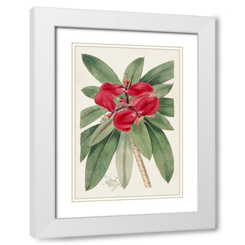 Flora of the Tropics III White Modern Wood Framed Art Print with Double Matting by Unknown