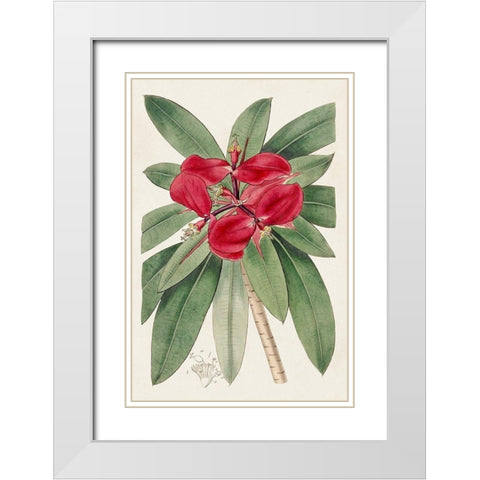 Flora of the Tropics III White Modern Wood Framed Art Print with Double Matting by Unknown