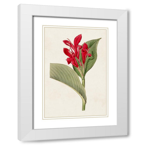 Flora of the Tropics IV White Modern Wood Framed Art Print with Double Matting by Unknown