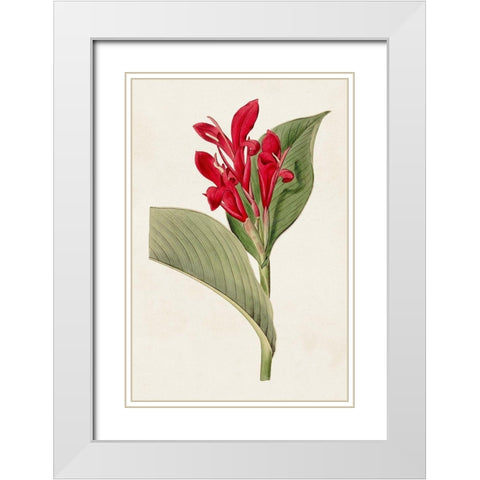 Flora of the Tropics IV White Modern Wood Framed Art Print with Double Matting by Unknown