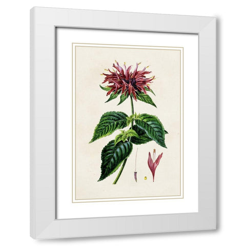 Antique Floral Folio I White Modern Wood Framed Art Print with Double Matting by Bessa, Pancrace