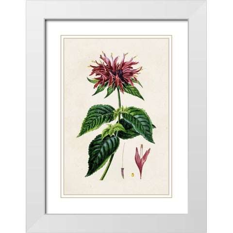 Antique Floral Folio I White Modern Wood Framed Art Print with Double Matting by Bessa, Pancrace