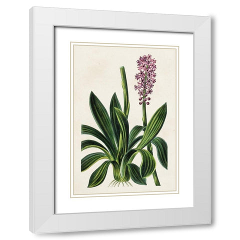 Antique Floral Folio II White Modern Wood Framed Art Print with Double Matting by Bessa, Pancrace