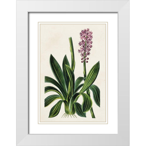 Antique Floral Folio II White Modern Wood Framed Art Print with Double Matting by Bessa, Pancrace