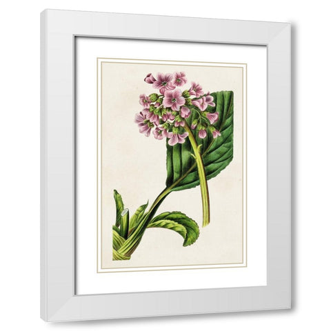 Antique Floral Folio III White Modern Wood Framed Art Print with Double Matting by Bessa, Pancrace